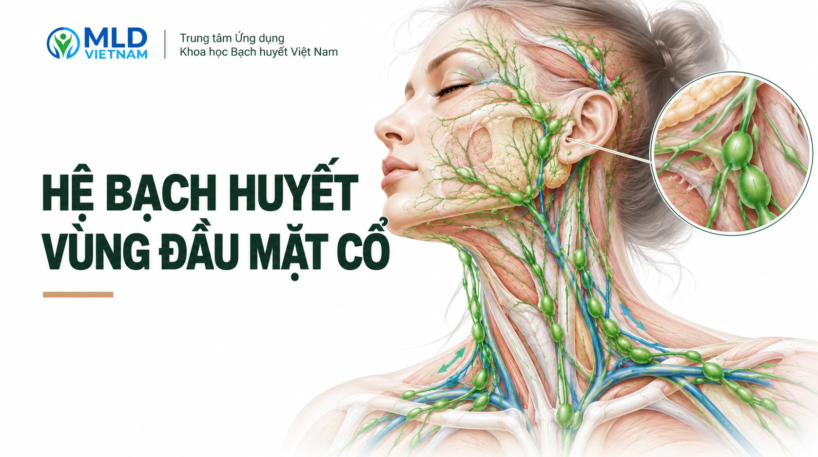 Hệ bạch huyết vùng cổ: Giải phẫu, chức năng và bệnh lý thường gặp
